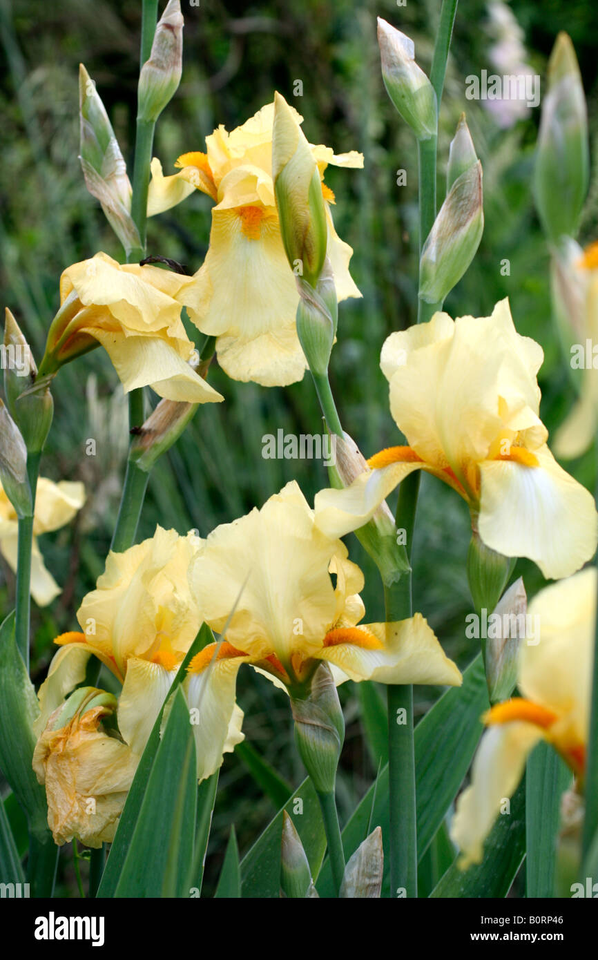 TALL BEARDED IRIS PALE PRIMROSE Stock Photo Alamy