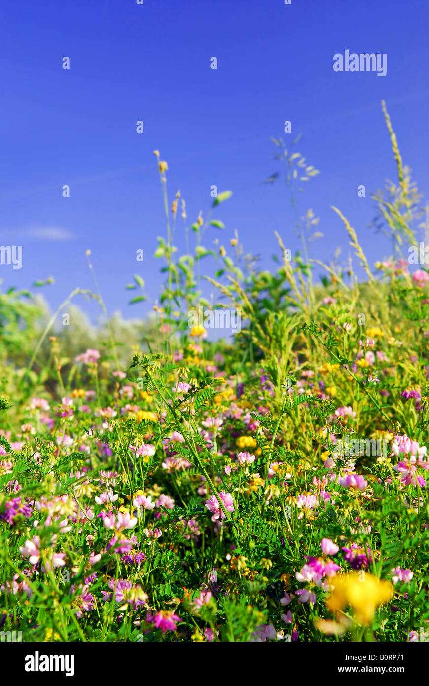 Summer meadow background with various blooming wild flowers and green grasses Stock Photo