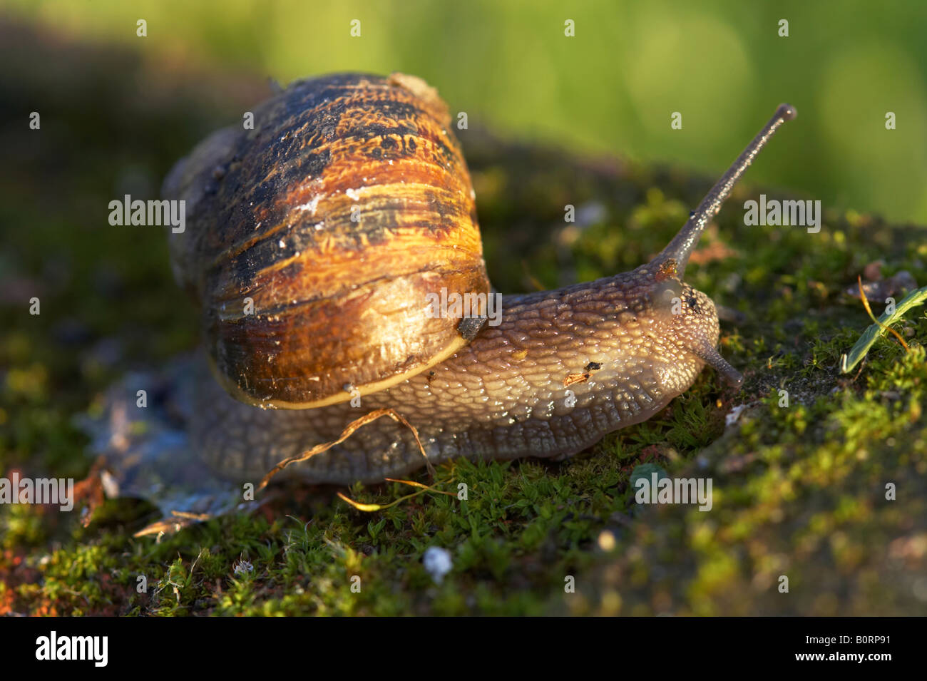 English garden snail hi-res stock photography and images - Alamy