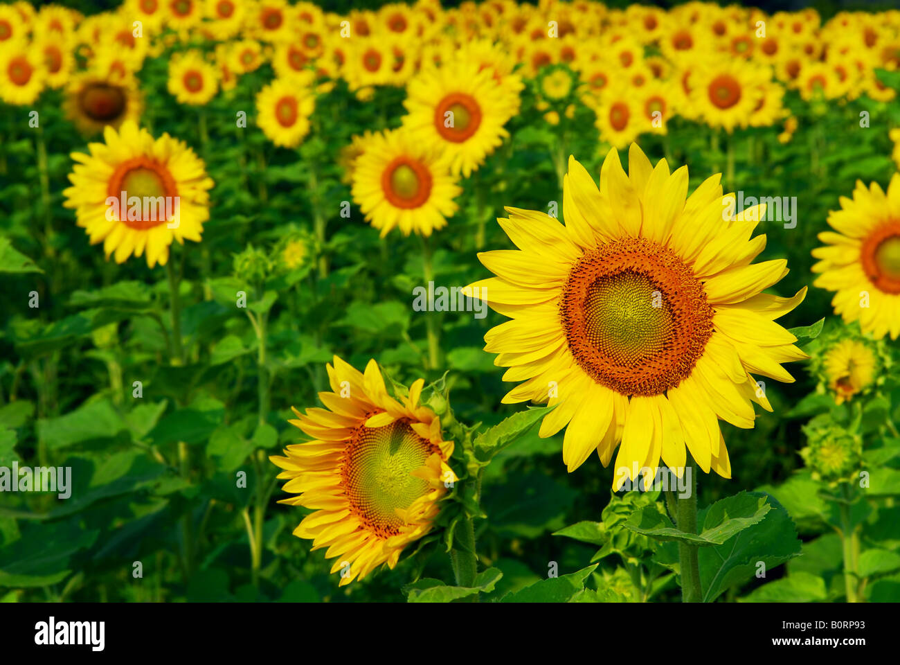 Blooming field of yellow sunflowers in summer Stock Photo - Alamy