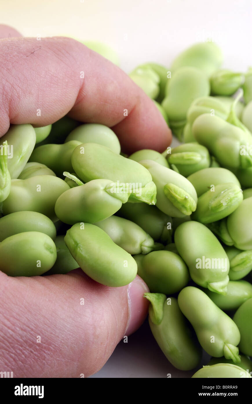 Green broad leave hi-res stock photography and images - Alamy