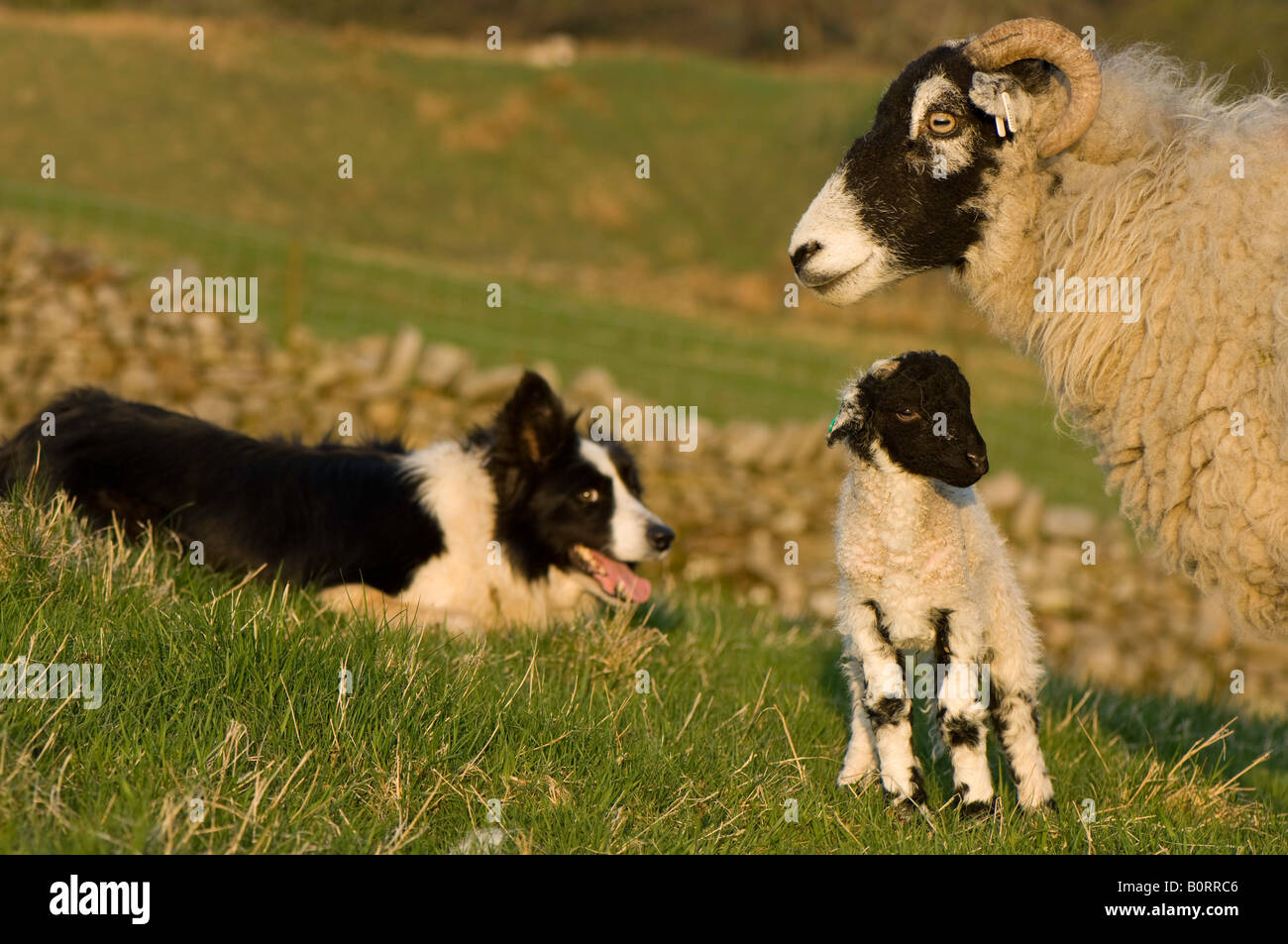 Swaledale ewe protecting young lamb from collie sheepdog Cumbria England Stock Photo