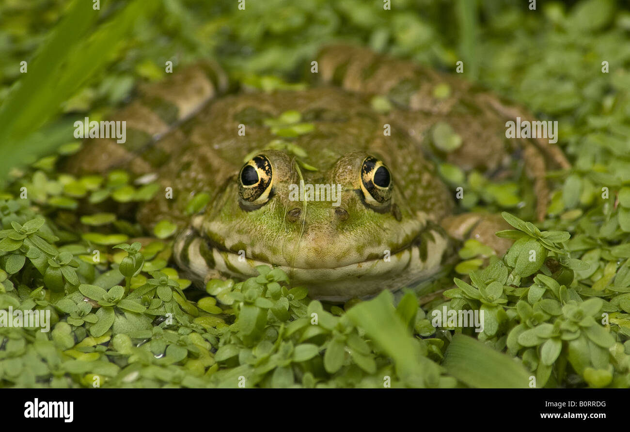 Marsh frog (Rana ridibunda) resting in pond Stock Photo