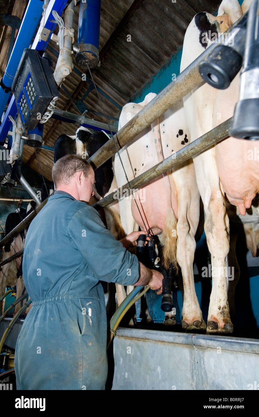 Dairy man putting clusters on to milking cattle in parlour Lancashire England Stock Photo