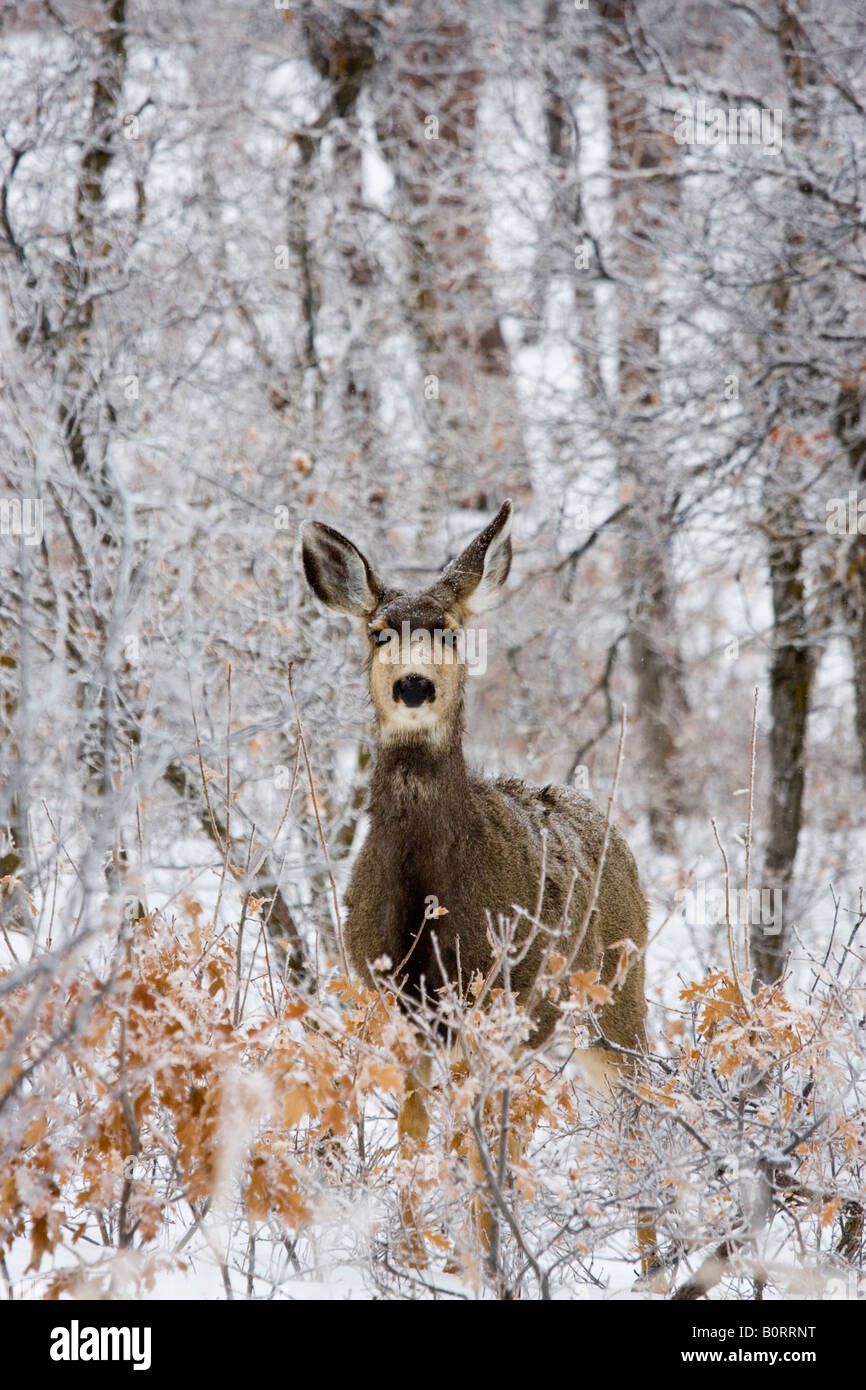 Beautiful deer in the winter foraging for food in the snow covered Colorado Rocky Mountain wilderness. Stock Photo
