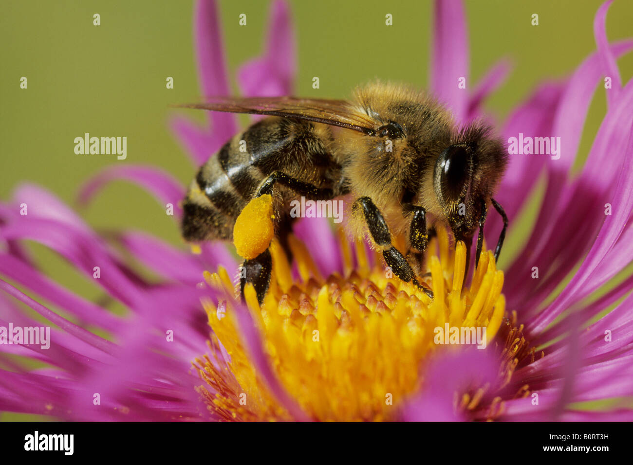 Honey Bee (Apis mellifica, Apis mellifera) on flower Stock Photo