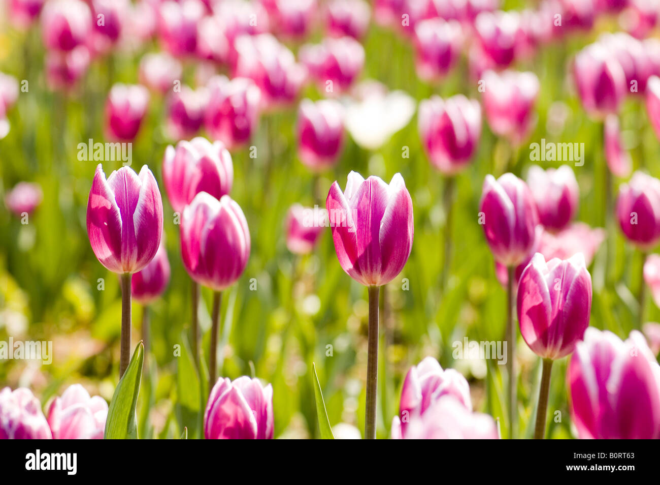 Spring Tulip Image nature landscape spring flower tulip Stock Photo - Alamy