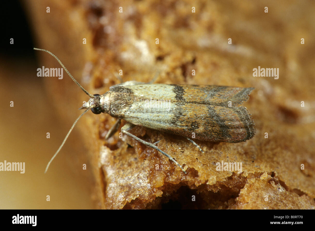Indian Meal Moth (Plodia interpunctella) on bread Stock Photo Alamy