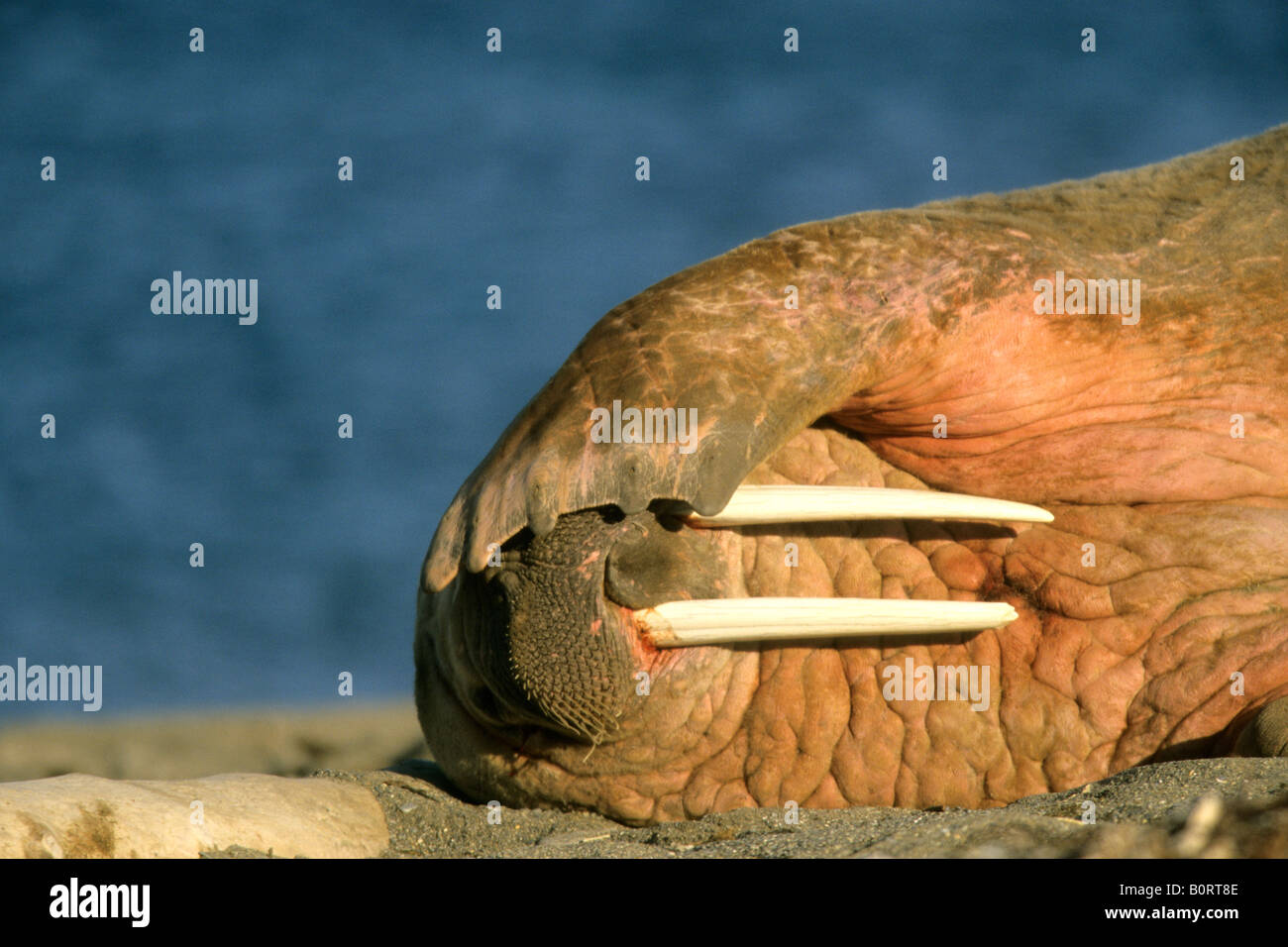 Atlantic Walrus Odobenus rosmarus rosmarus sleeping on rock with flipper over its eyes Stock Photo