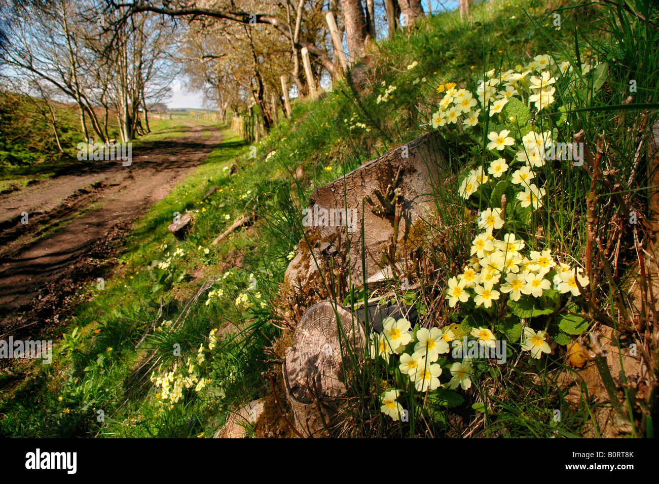 Primroses grow on the bank of a country lane Stock Photo