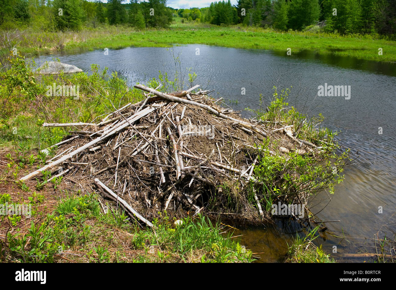 Beaver lodge on Vermont pond in full sun showing bleached sticks grass twigs pond and trees in background Stock Photo