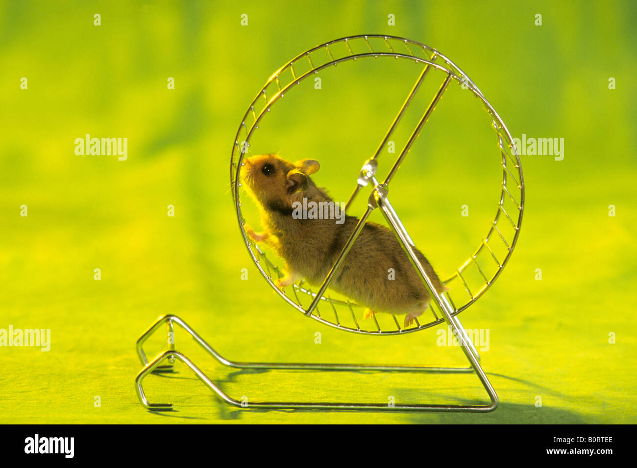 Golden Hamster (Mesocricetus auratus) running in a wheel Stock Photo