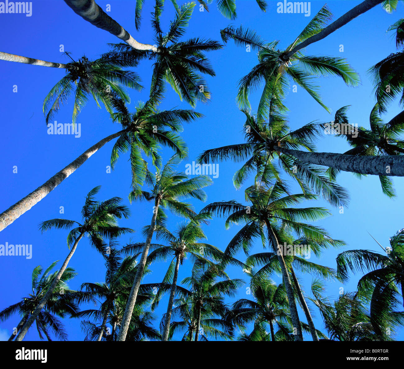 Coconut palm trees in a grove hi-res stock photography and images - Alamy