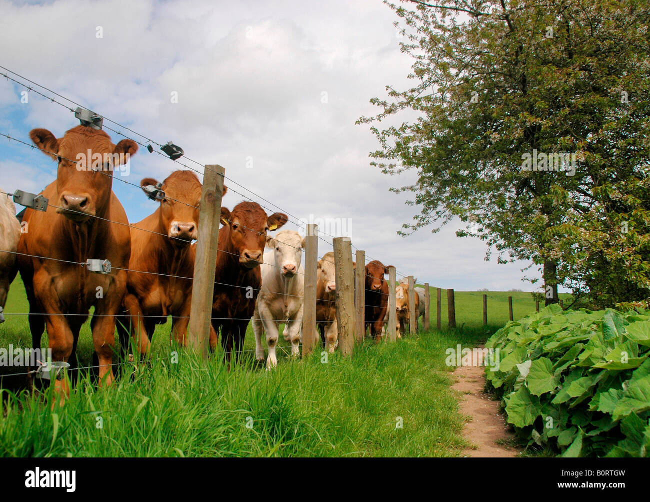 A herd of cows, lined up at a fence stare at the viewer. A footpath runs parallel to them. Stock Photo