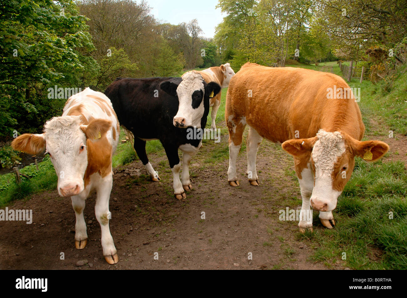 A group of young black/white and tan/white cows standing in a field surrounded by spring trees. Stock Photo