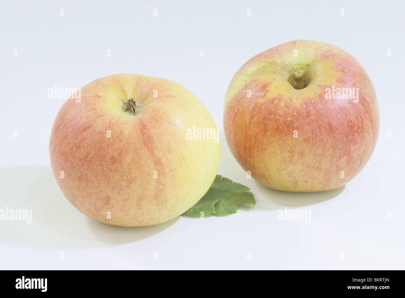 Domestic Apple (Malus domestica), variety: Berlepsch, two apples, studio picture Stock Photo