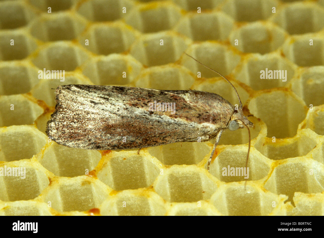 Greater Wax Moth (Galleria mellonella) Stock Photo