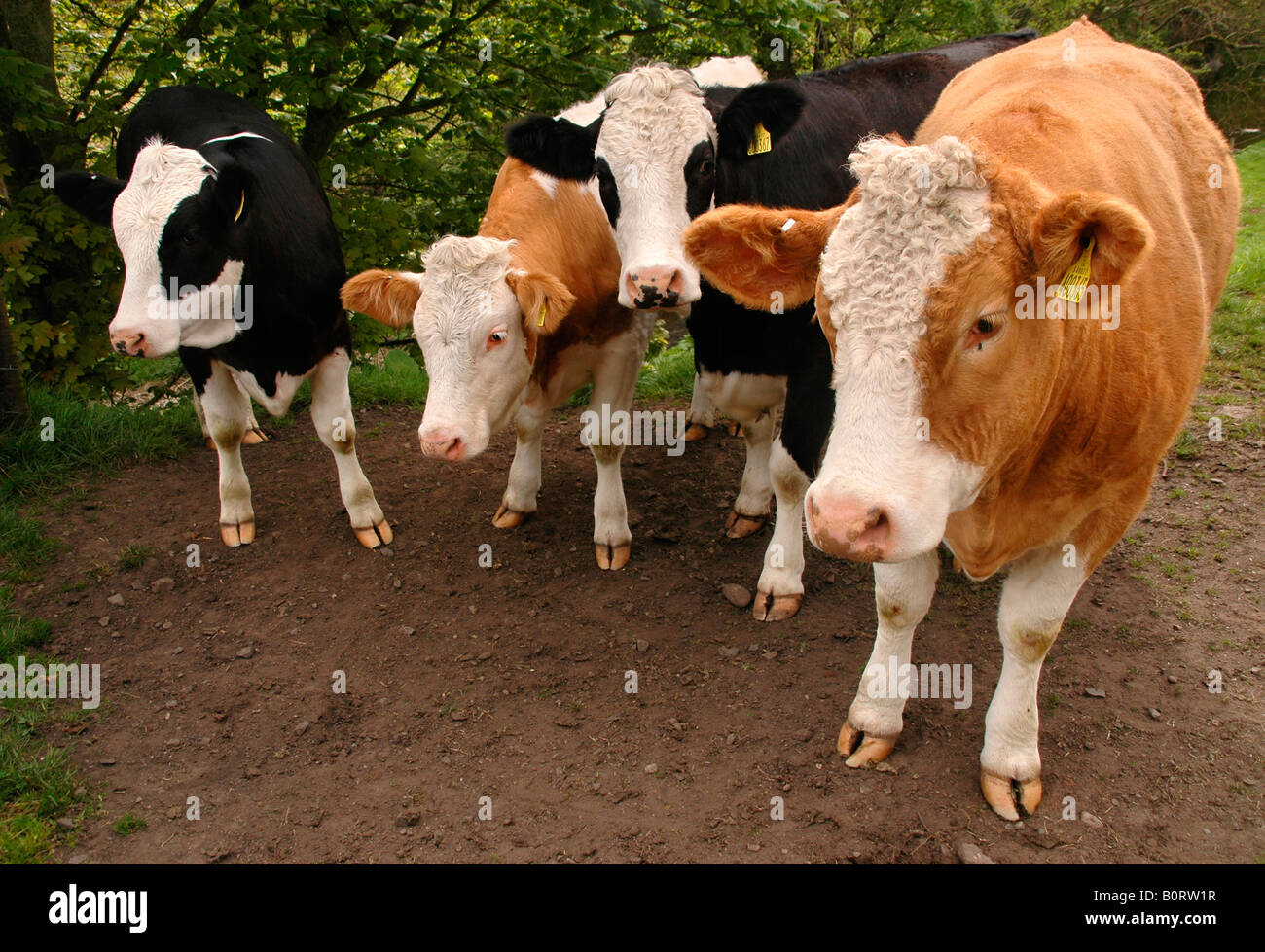 A close up of a  group of young black/white and tan/white cows standing in a field. Stock Photo