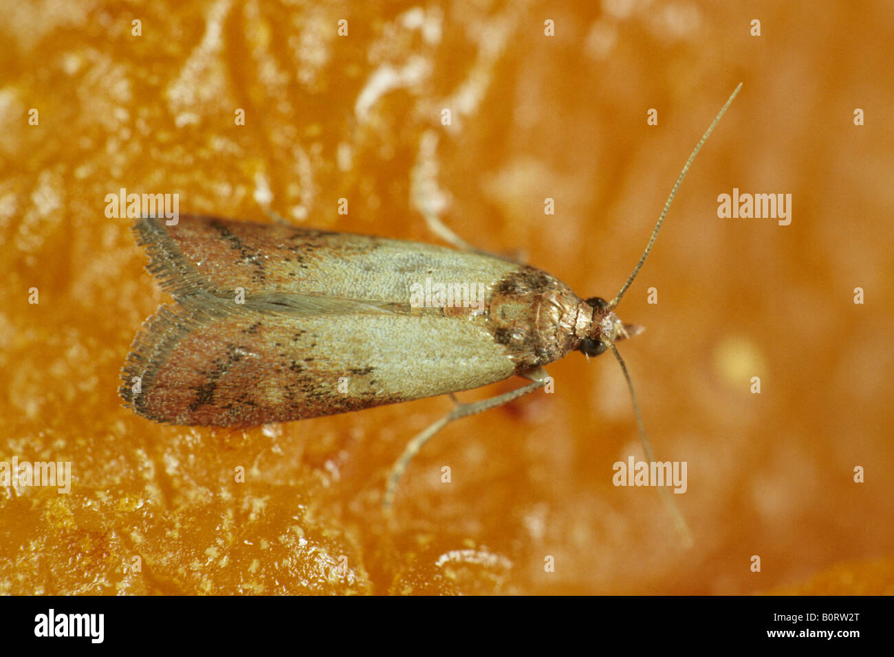 Indian Meal Moth (Plodia interpunctella) Stock Photo
