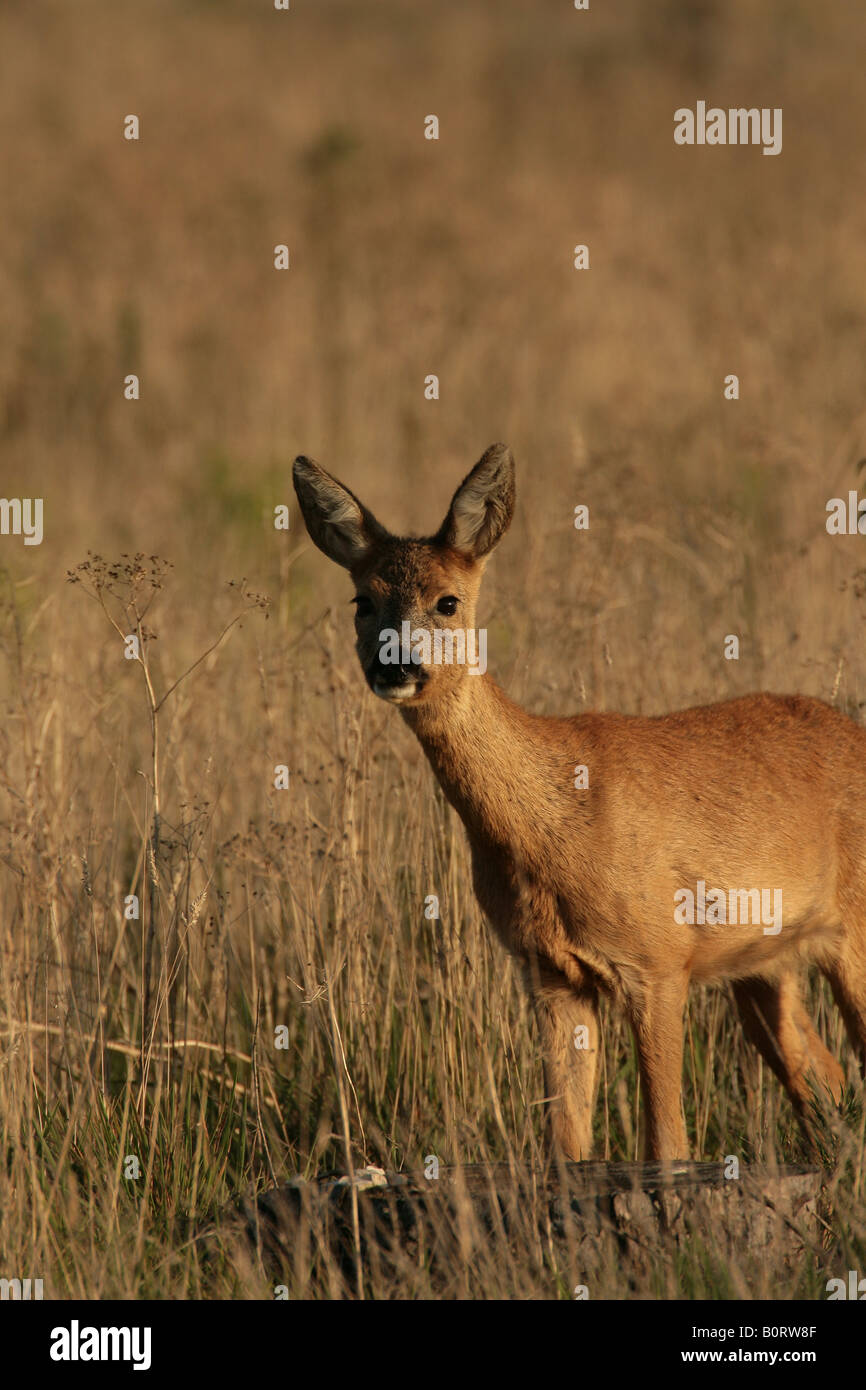 Roe Deer Capreolus capreolus Stock Photo - Alamy