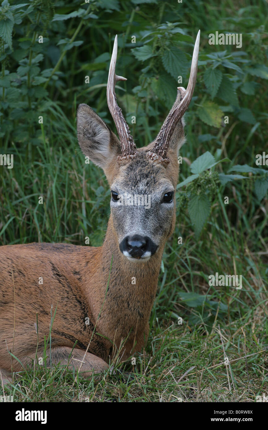 Roe Deer Capreolus capreolus buck Stock Photo - Alamy