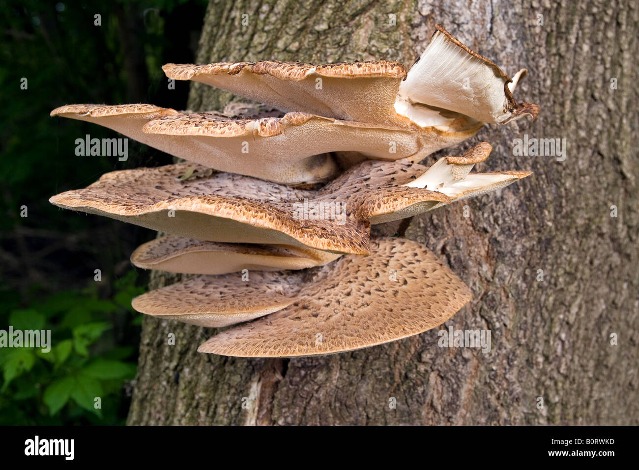 Large flat mushrooms growing on the side of a live tree Stock Photo Alamy