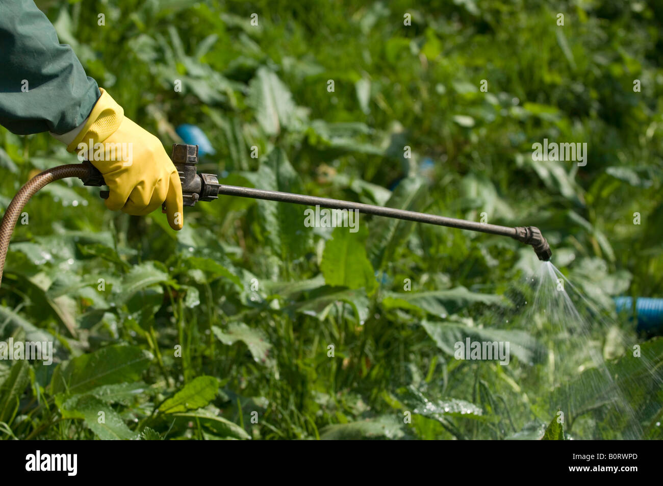 Dockings being sprayed with a herbicide using a hand held applicator Cumbria England Stock Photo