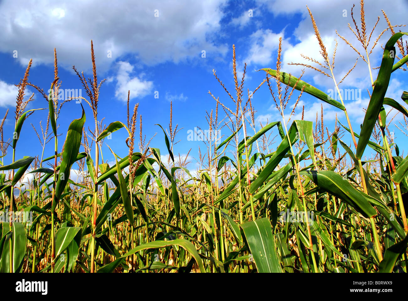 Farm field with growing corn under blue sky Stock Photo - Alamy