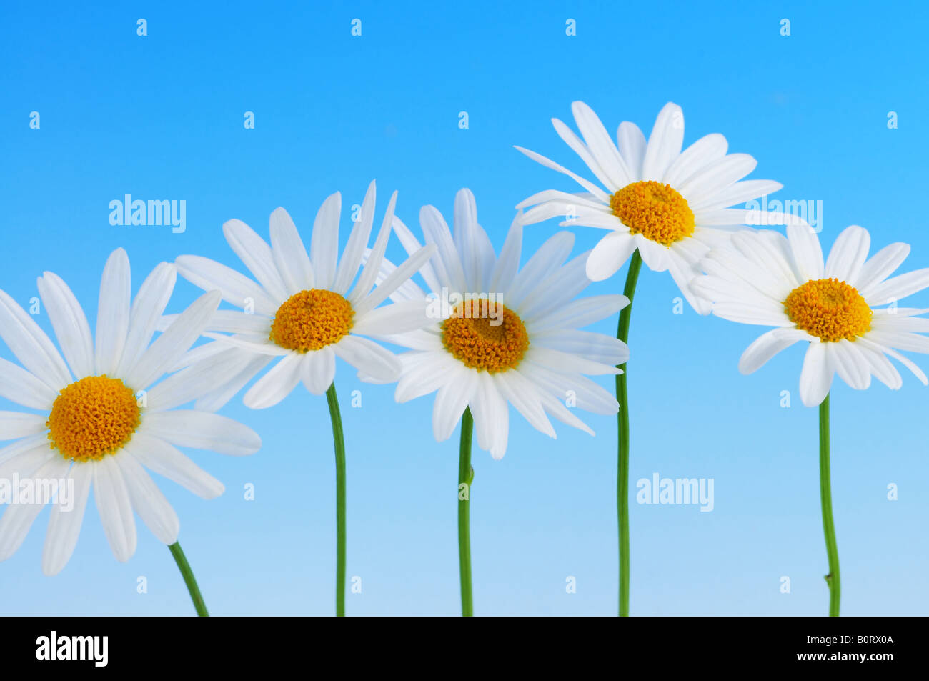 Daisy flowers in a row on light blue background Stock Photo - Alamy