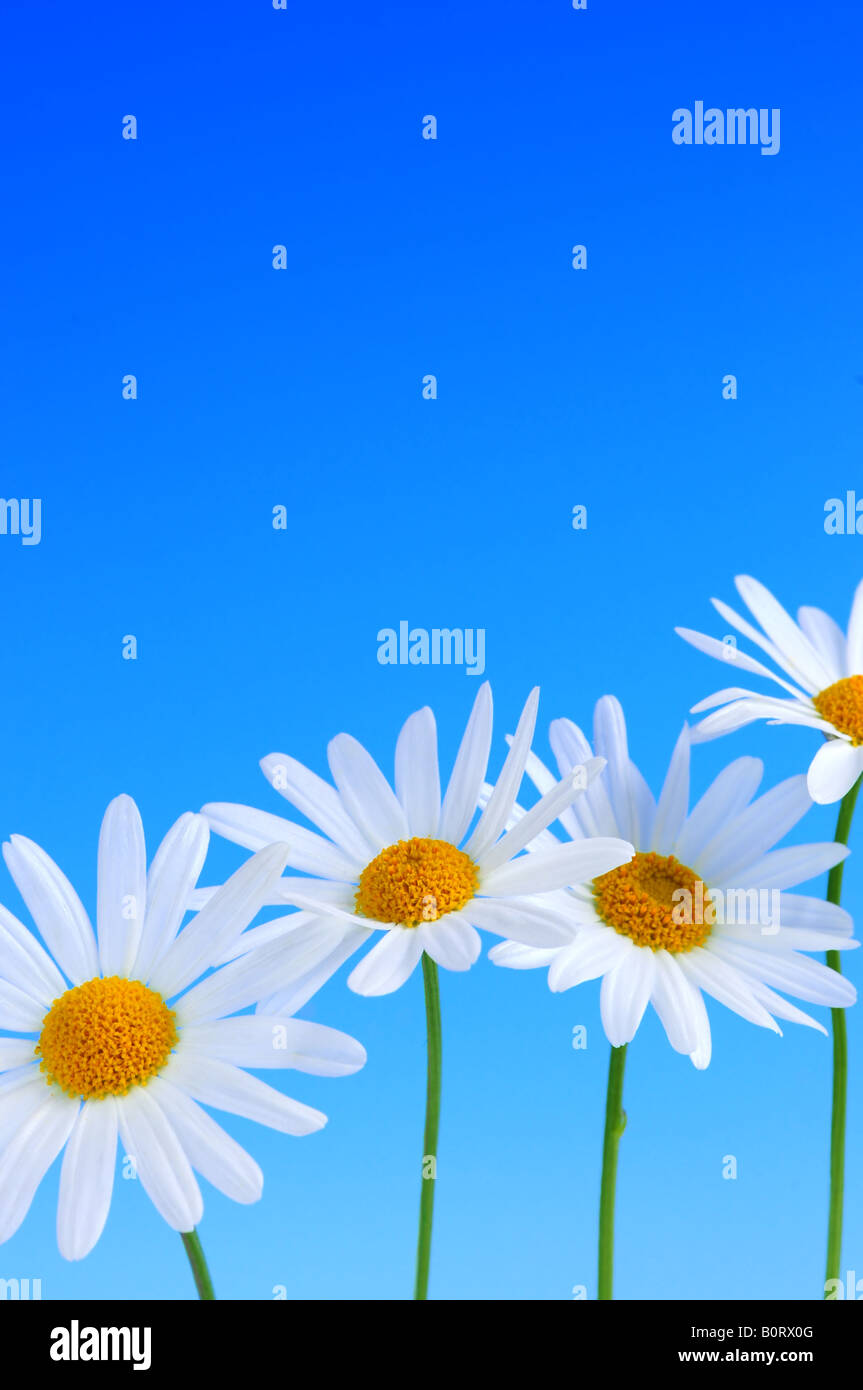 Daisy flowers in a row on light blue background Stock Photo - Alamy
