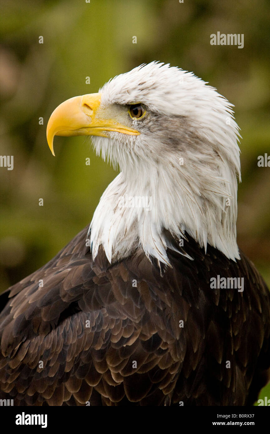 Bald Eagle (haliaeetus leucocephalus Stock Photo - Alamy
