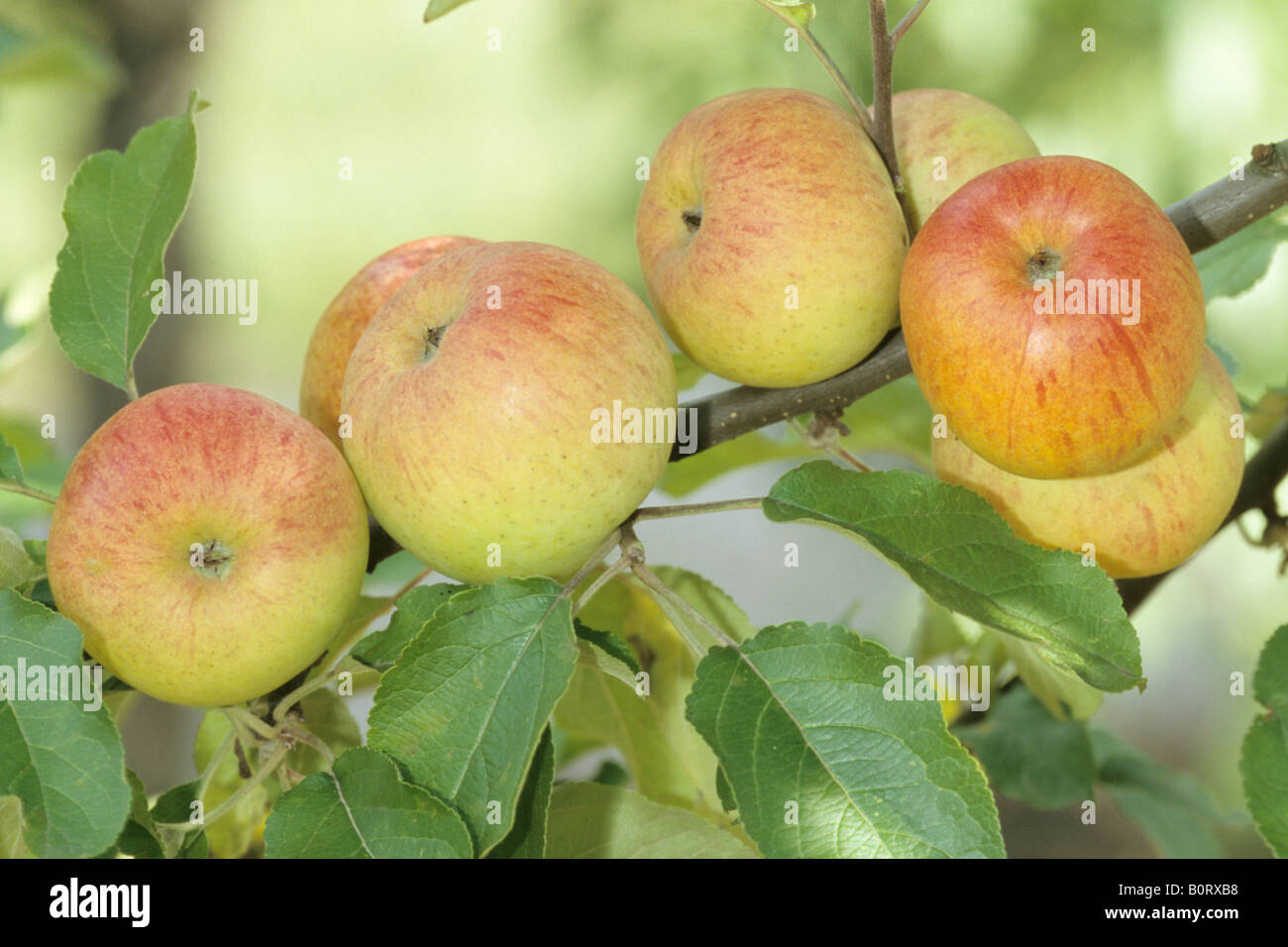 Domestic Apple Malus domestica variety Berlepsch ripe apples on a twig studio picture Stock Photo