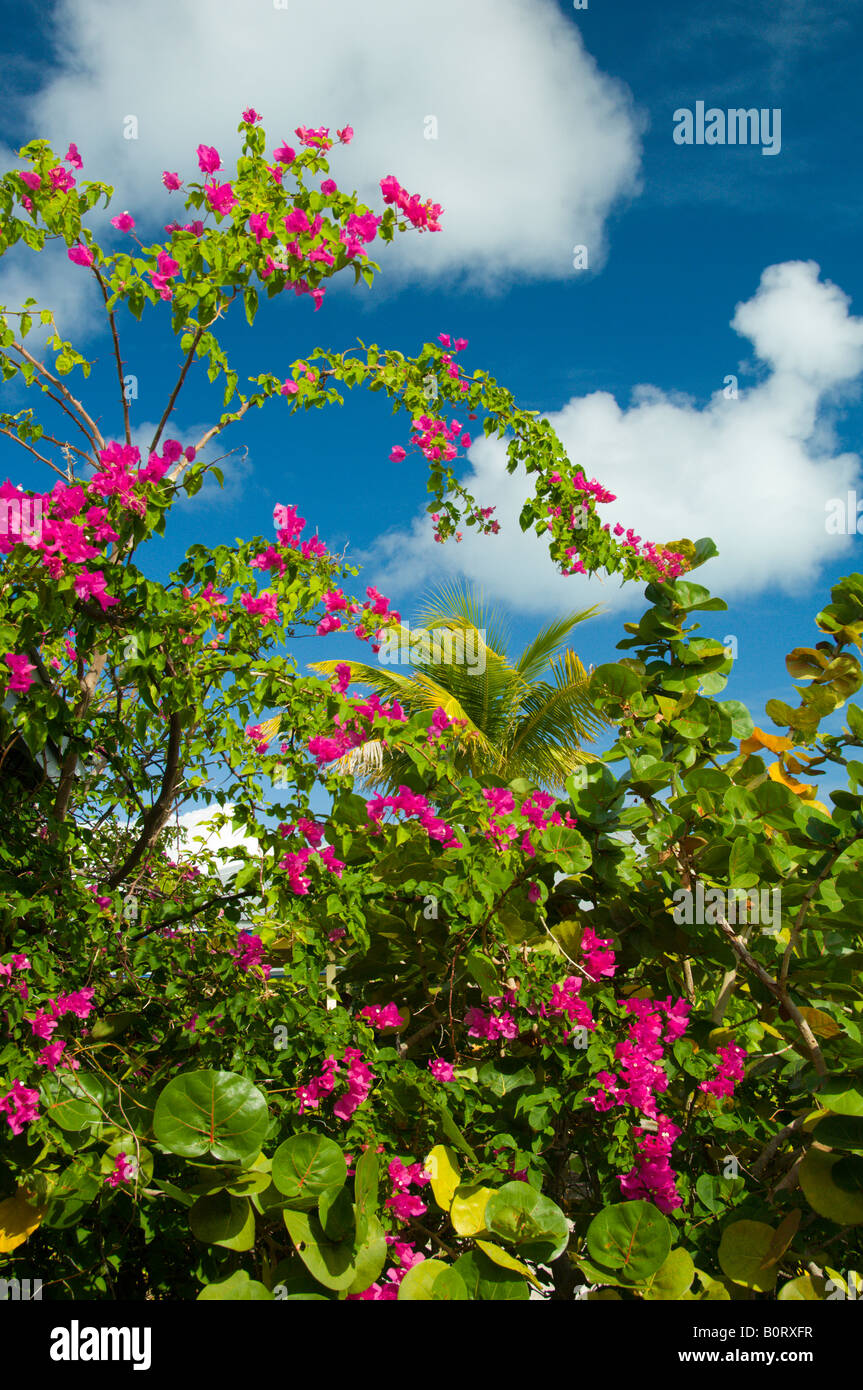 Beaugainvillea flowers and torpical vegetation on Half Moon Cay Bahamas Stock Photo