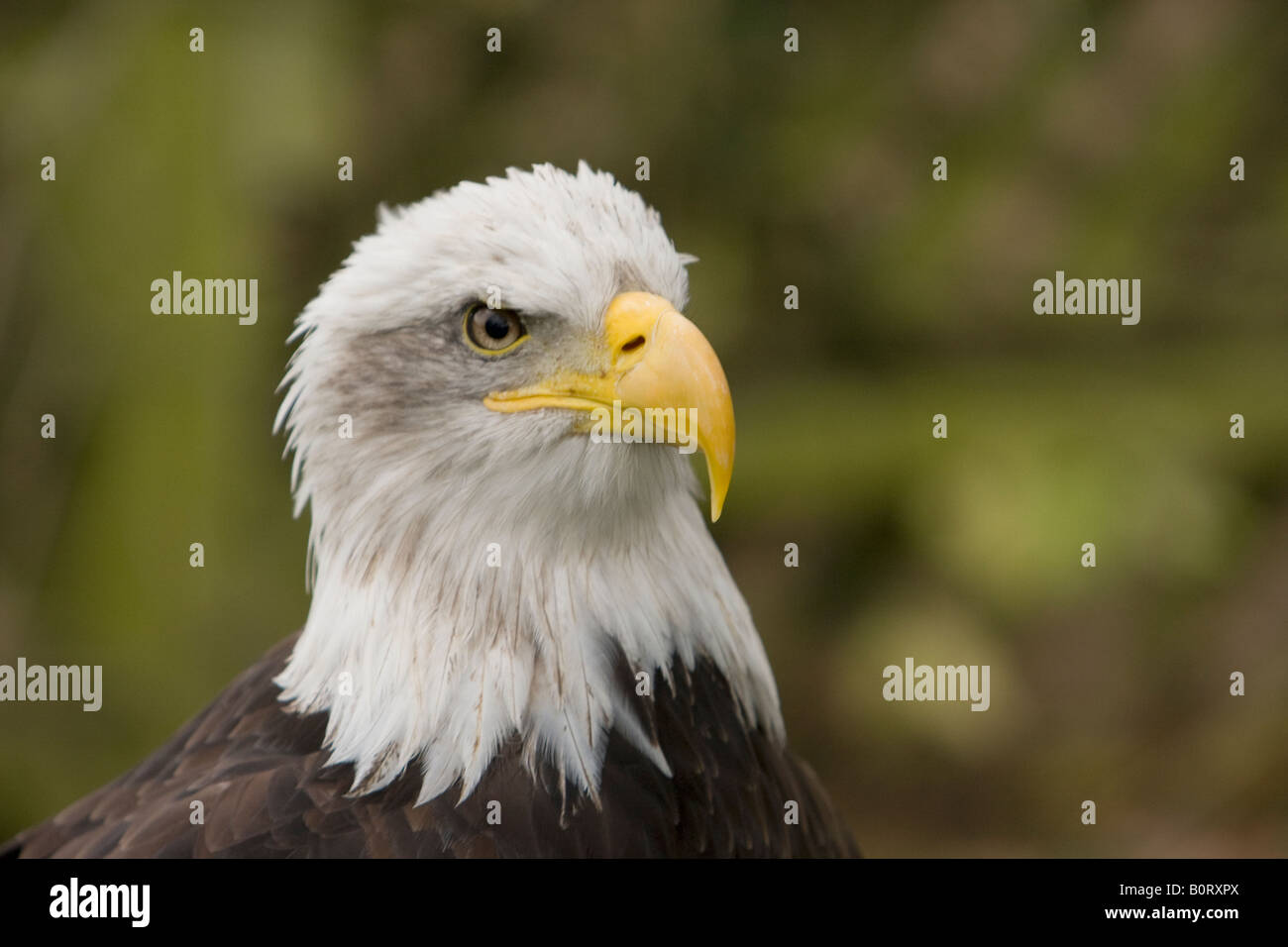 Bald Eagle (haliaeetus leucocephalus Stock Photo - Alamy