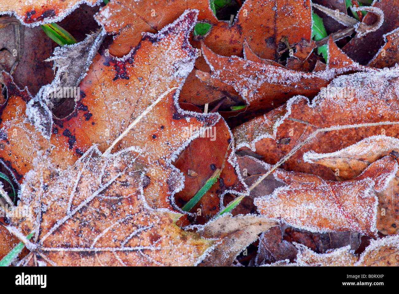 Macro of autumn leaves on the ground covered with morning frost Stock ...