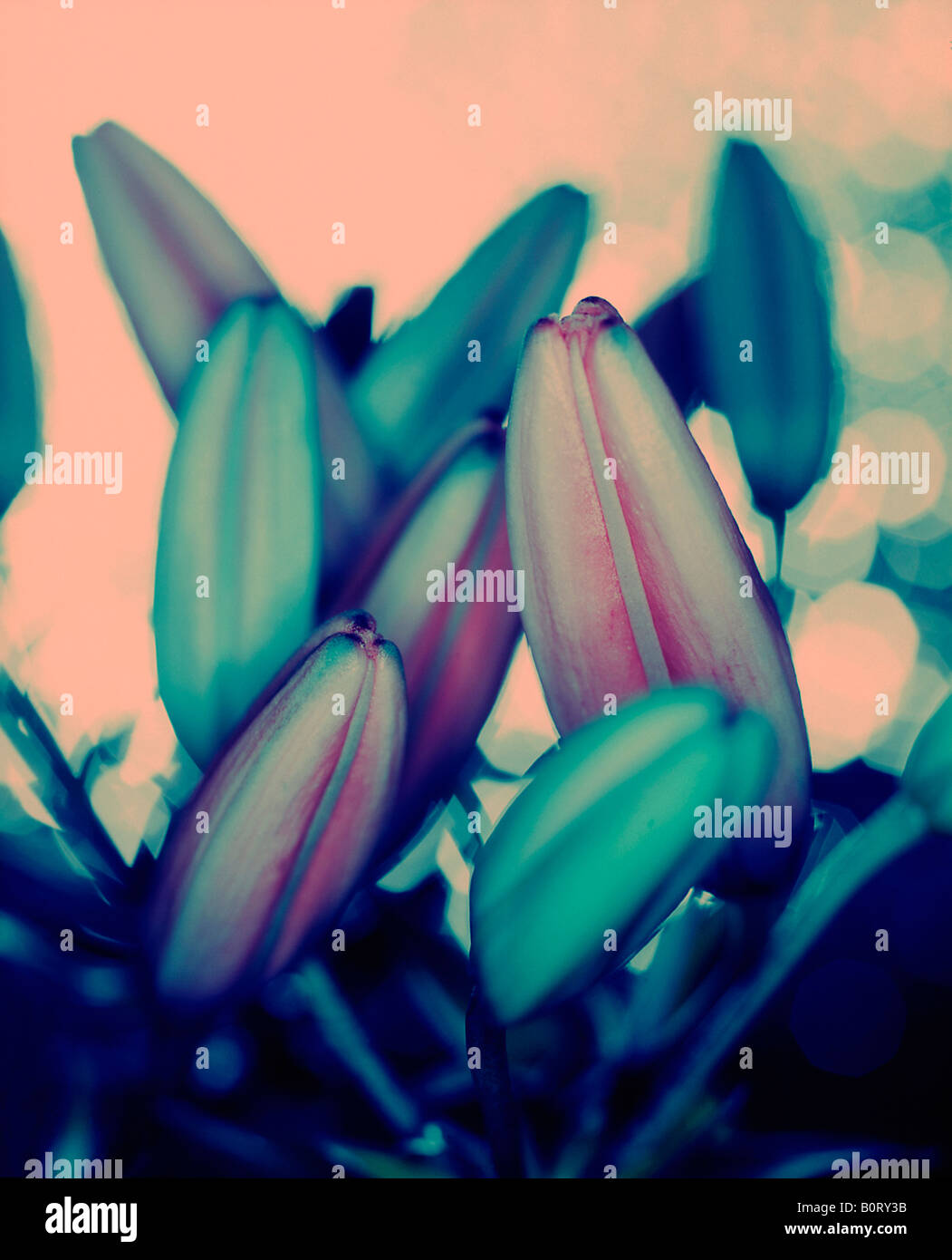 lily heads unopened Stock Photo Alamy