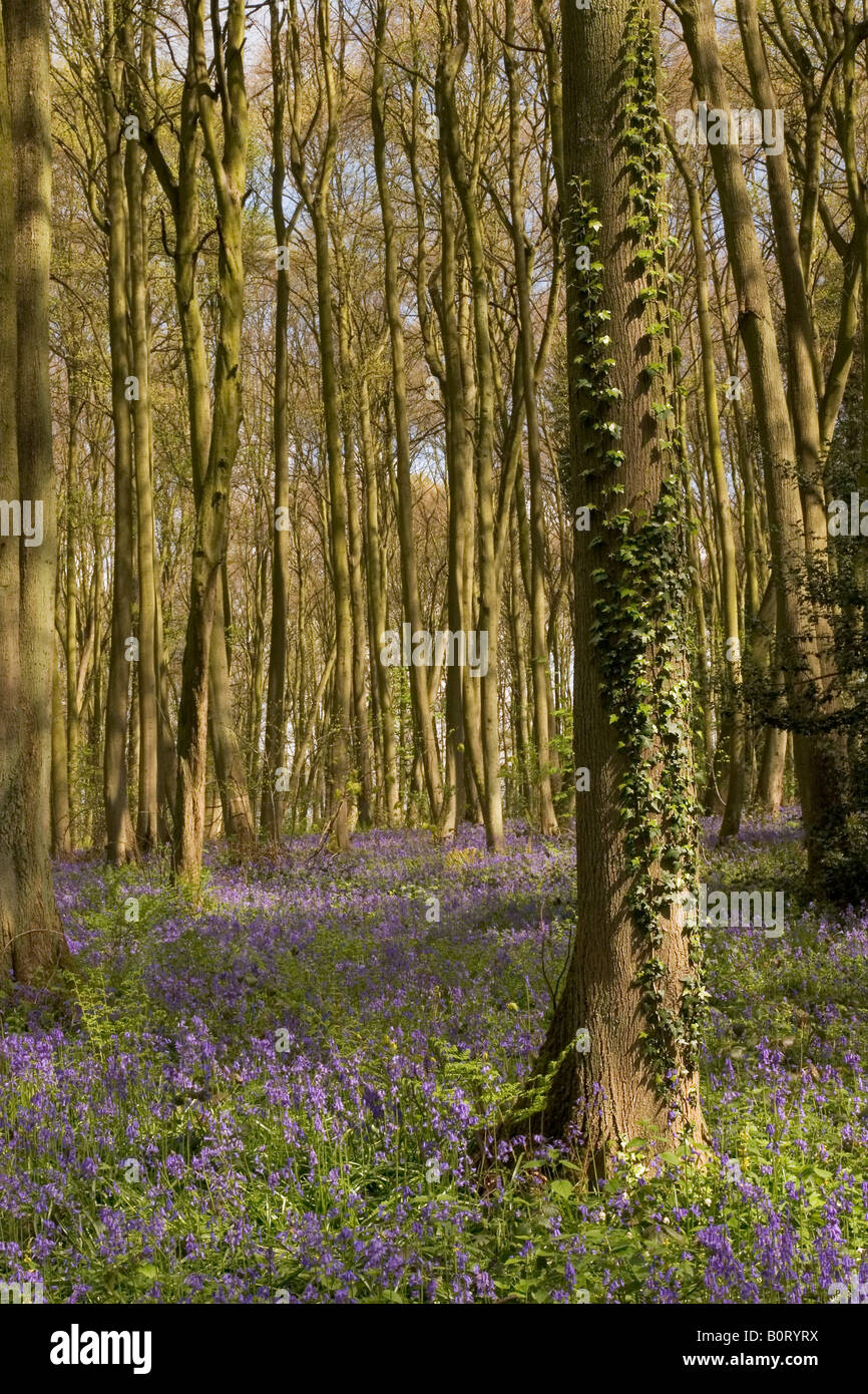 Bluebells woods with an Ivy covered tree Stock Photo