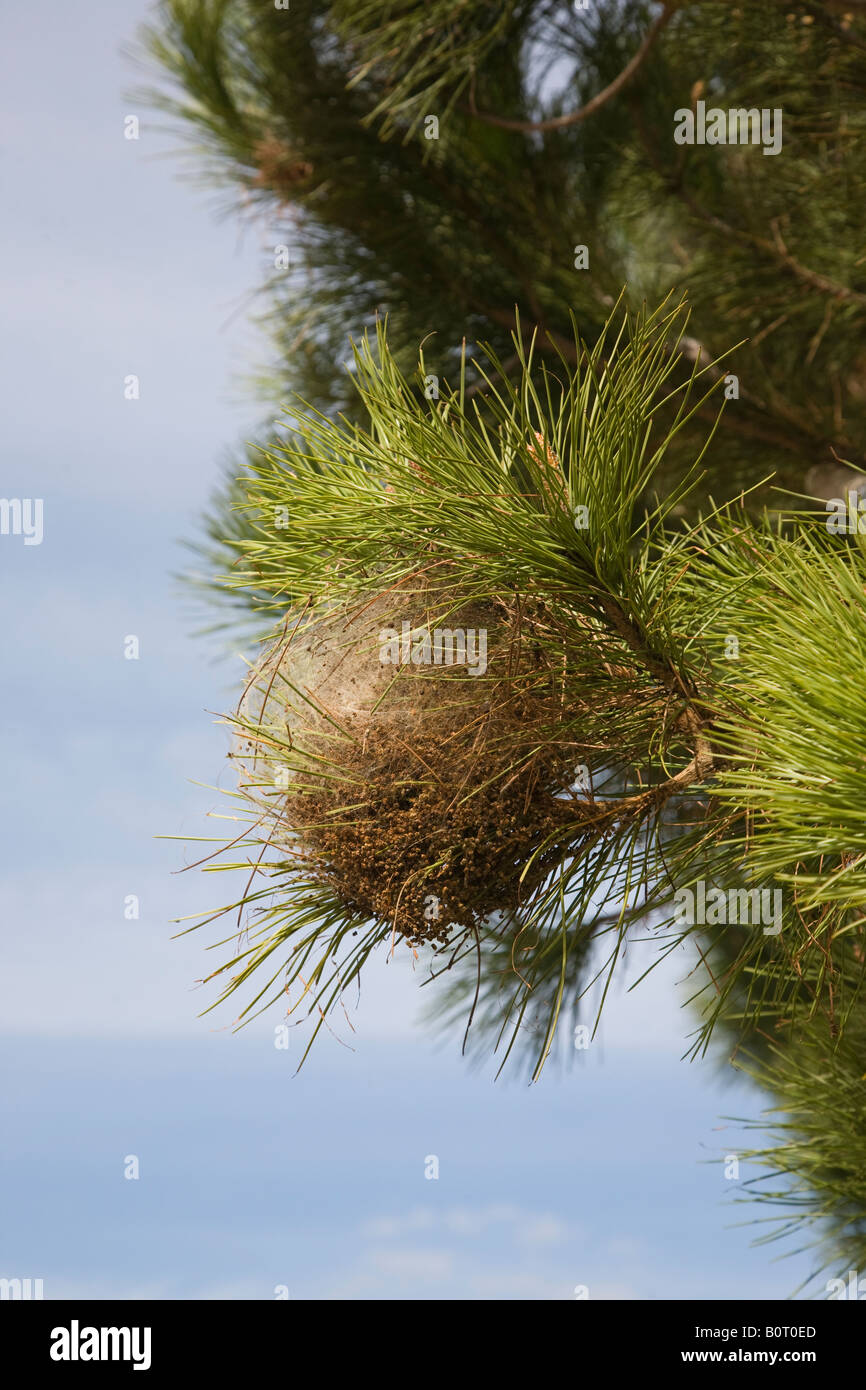 Caterpillar nest hi-res stock photography and images - Alamy