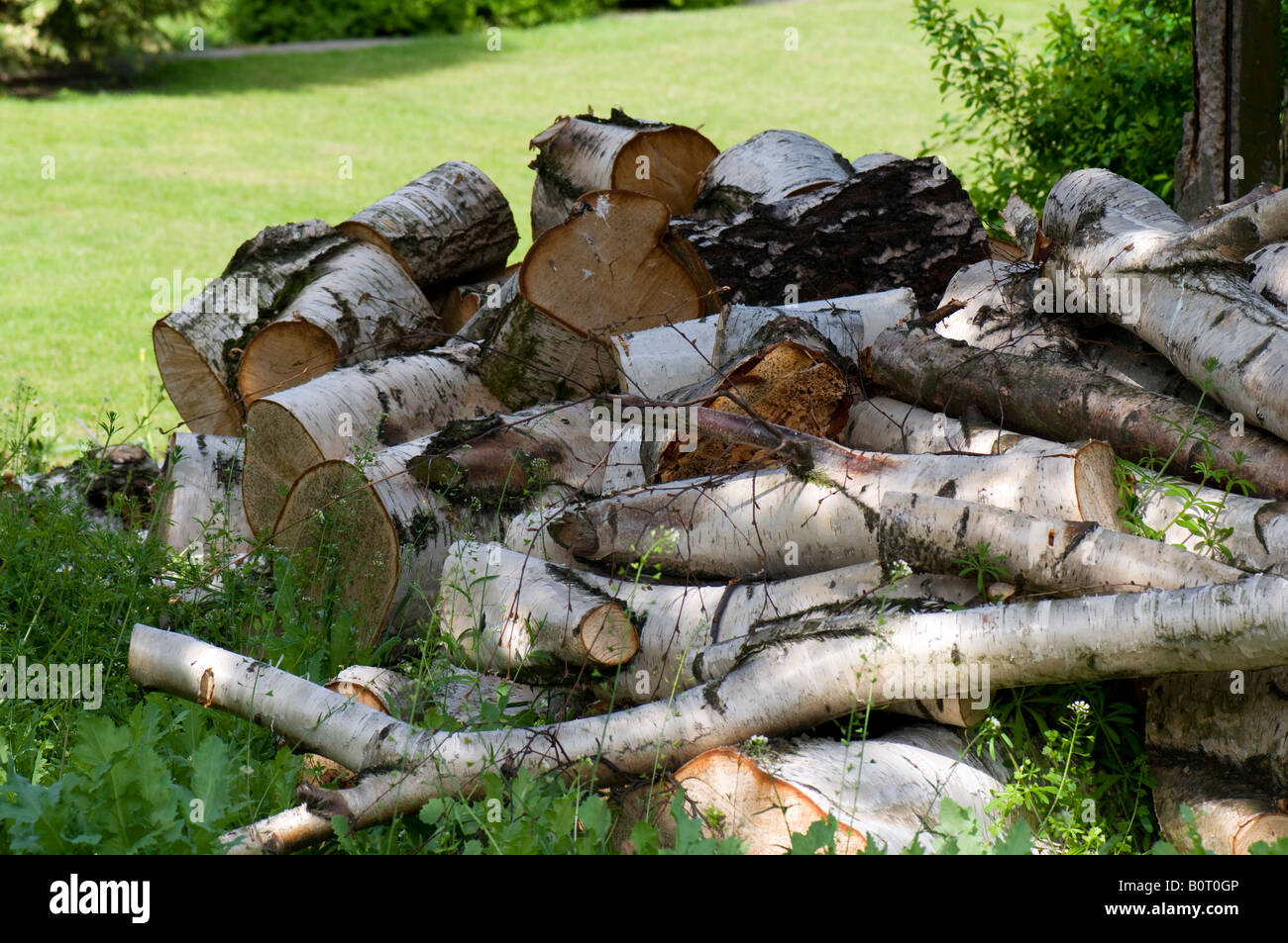 Pile of birch logs in garden Stock Photo - Alamy