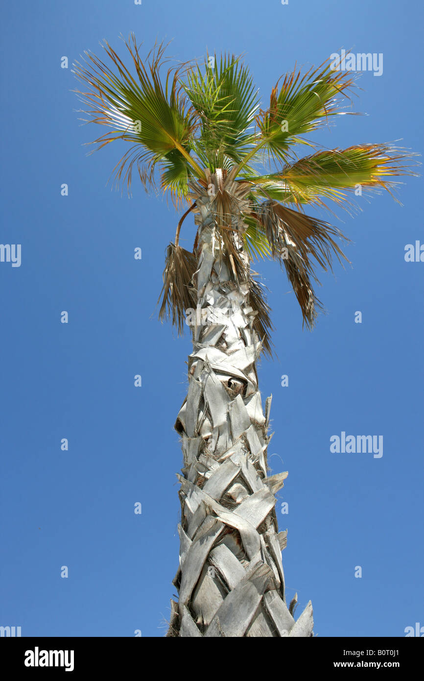 Spanish palm tree Stock Photo Alamy