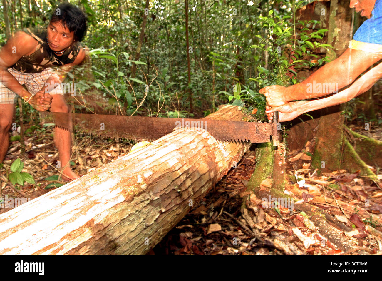 Loggers cutting wood, Borneo Stock Photo Alamy