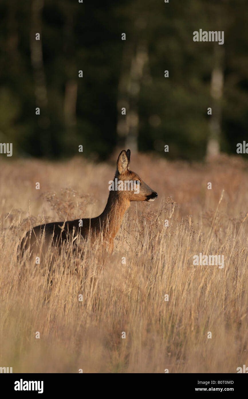 Roe Deer Capreolus capreolus female Stock Photo - Alamy