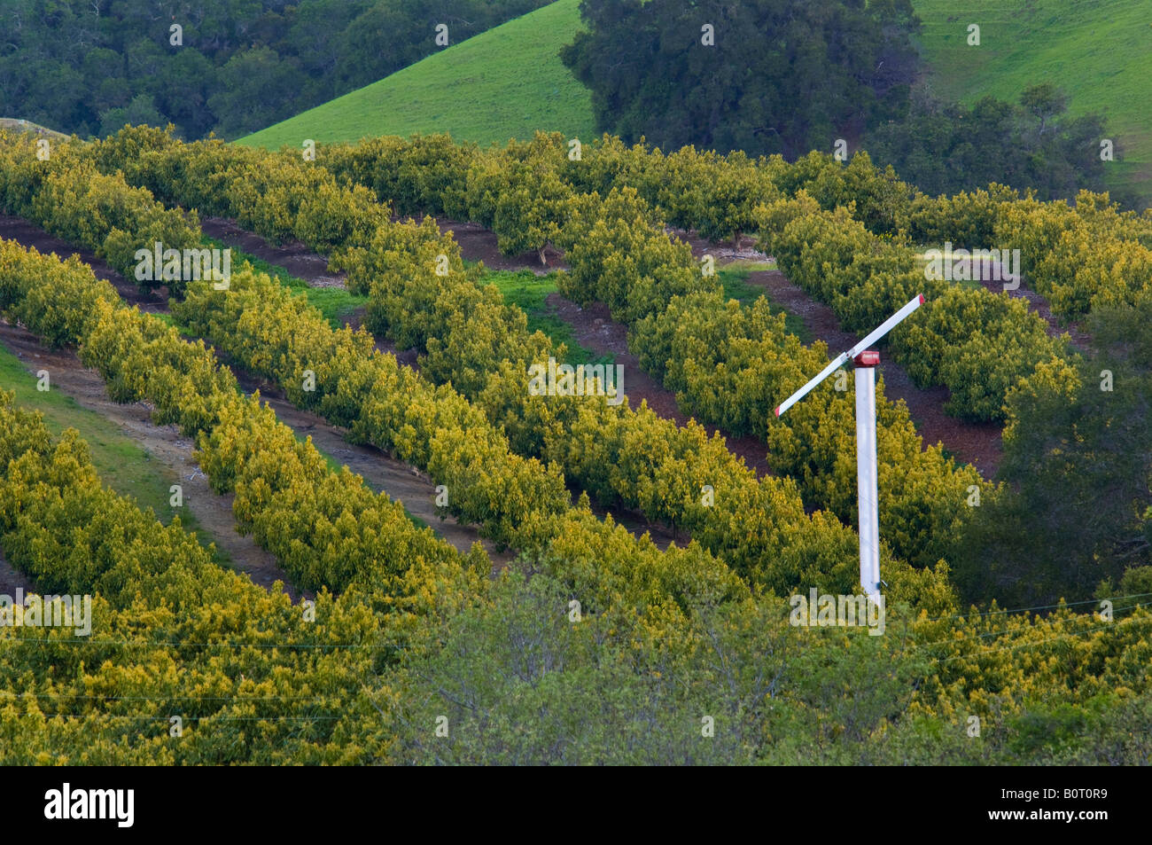 Avocado Orchard and green hills in Spring Old Creek Road near Cayucos