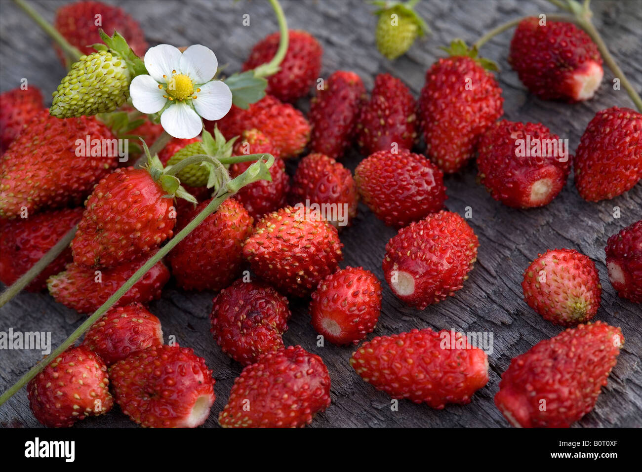 Macro wild strawberry fruits hi-res stock photography and images - Alamy