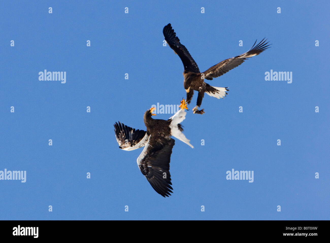 2 Steller's Sea-eagles fighting in mid-air near Nemuro Strait Japan talons locked in battle over food Stock Photo
