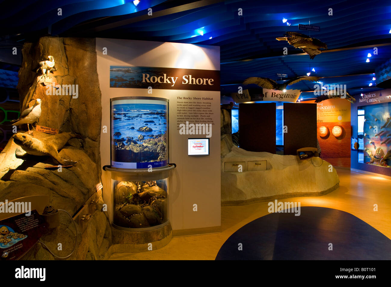 Educational exhibits at the Museum of Natural History Morro Bay State Park Morro Bay California Stock Photo