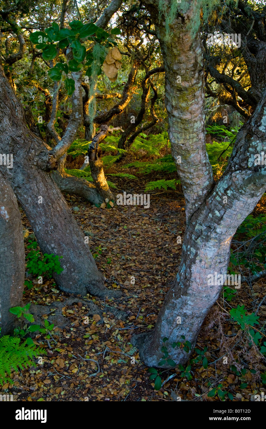 Dwarf pygmy oak trees El Moro Elfin Forest Natural Area Los Osos California Stock Photo
