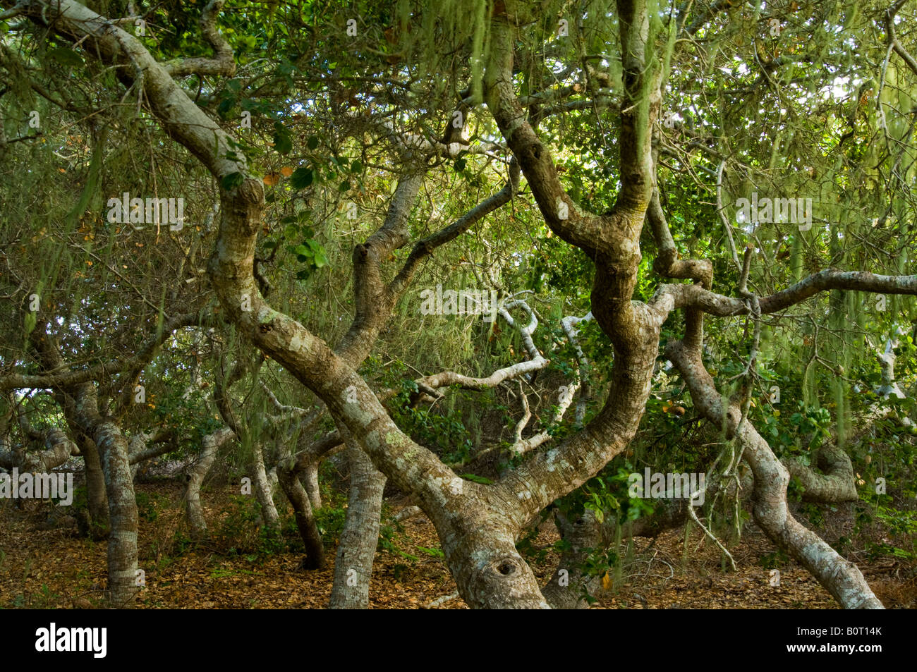 Dwarf pygmy oak trees in the Rose Bowker Grove El Moro Elfin Forest Natural Area Los Osos California Stock Photo