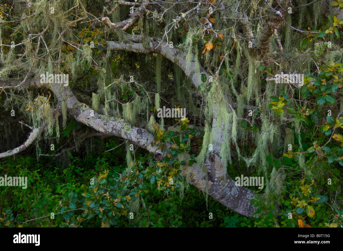 Dwarf pygmy oak trees El Moro Elfin Forest Natural Area Los Osos California Stock Photo