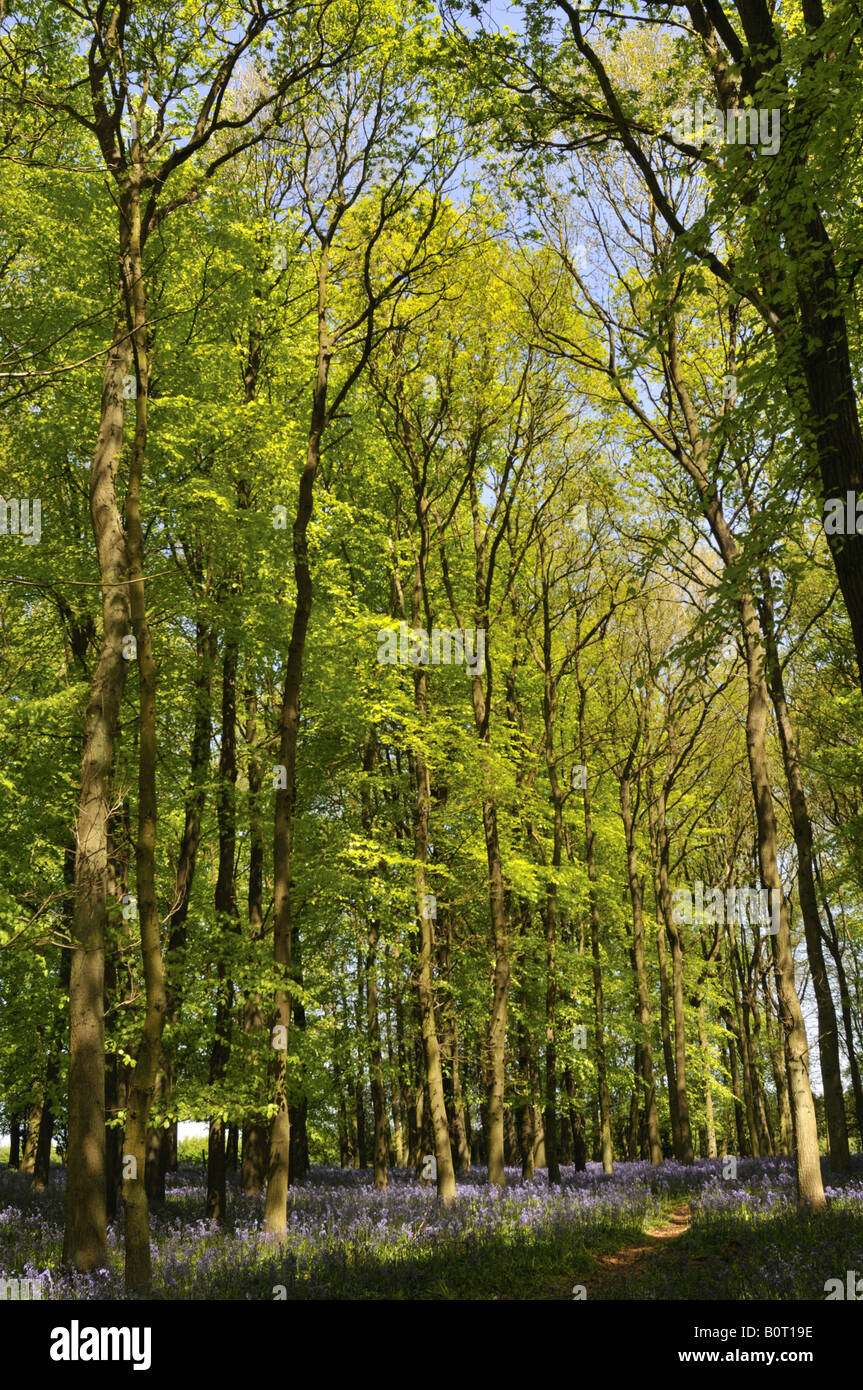 Beech trees in spring Chiltern Hills Hertfordshire UK Stock Photo